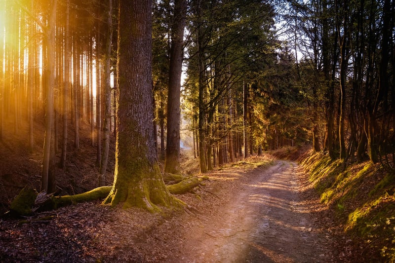 Enchanting Forest Soundscape