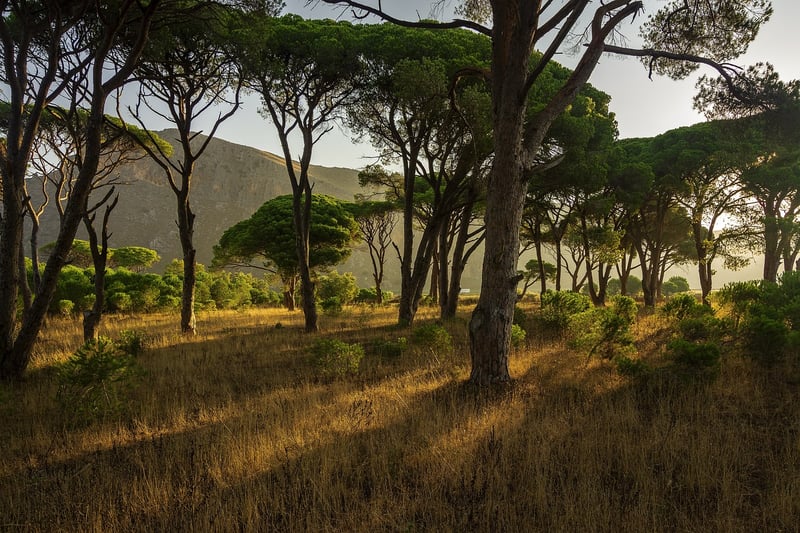 Enchanting Forest Soundscapes